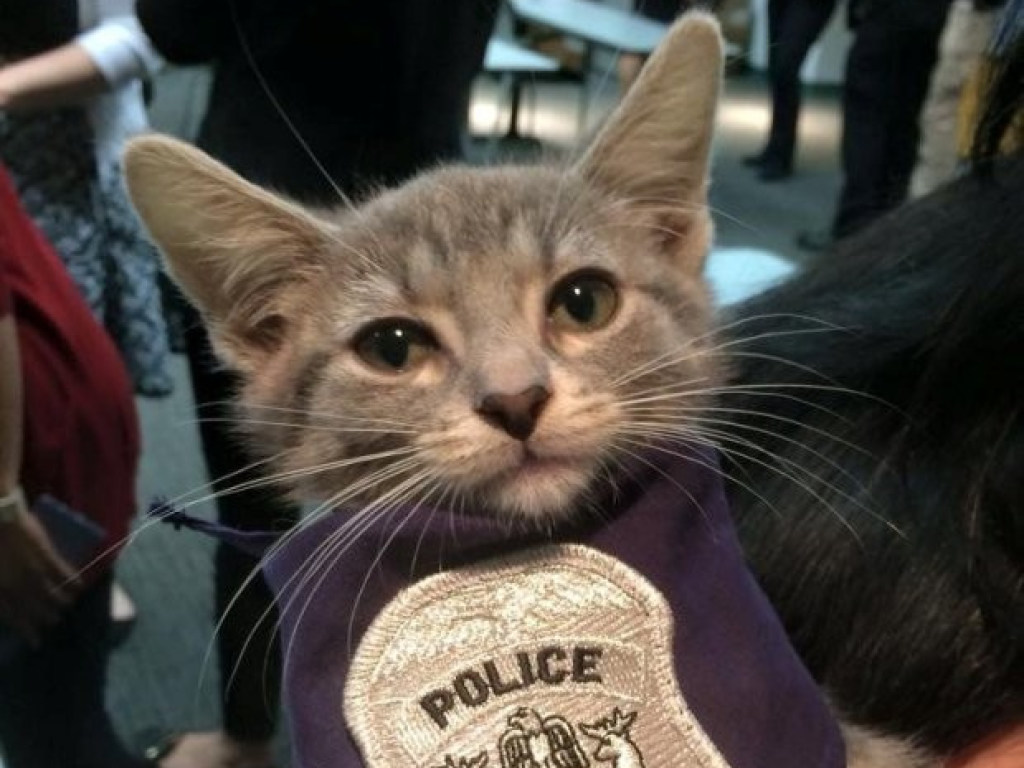 В США спасенный котенок по кличке Пончик стал первым офицером с лапками (ФОТО)