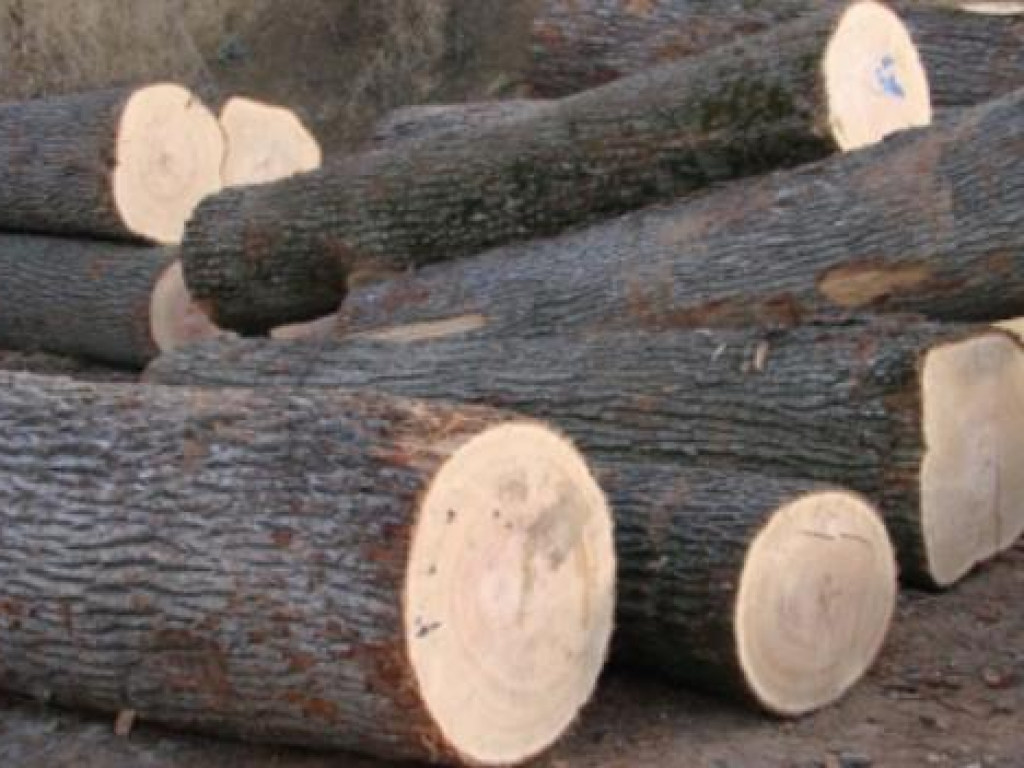 В Ивано-Франковской области незаконно вырубили дубы (ФОТО)