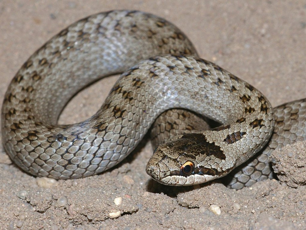 На столичной Соломенке обнаружили редкую ядовитую змею (ФОТО)