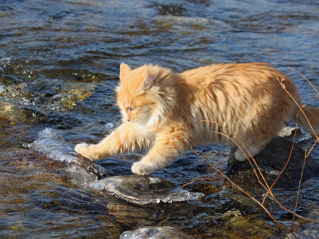 Забавный кот показал «мастер-класс» по рыбной ловле (ВИДЕО)