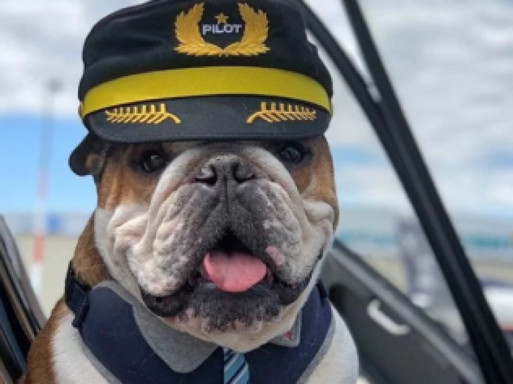 Сеть покорила собака-пилот из Канады (ФОТО)