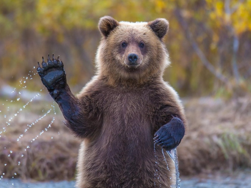 На западе Канады медведь всполошил посетителей пляжа (ВИДЕО)