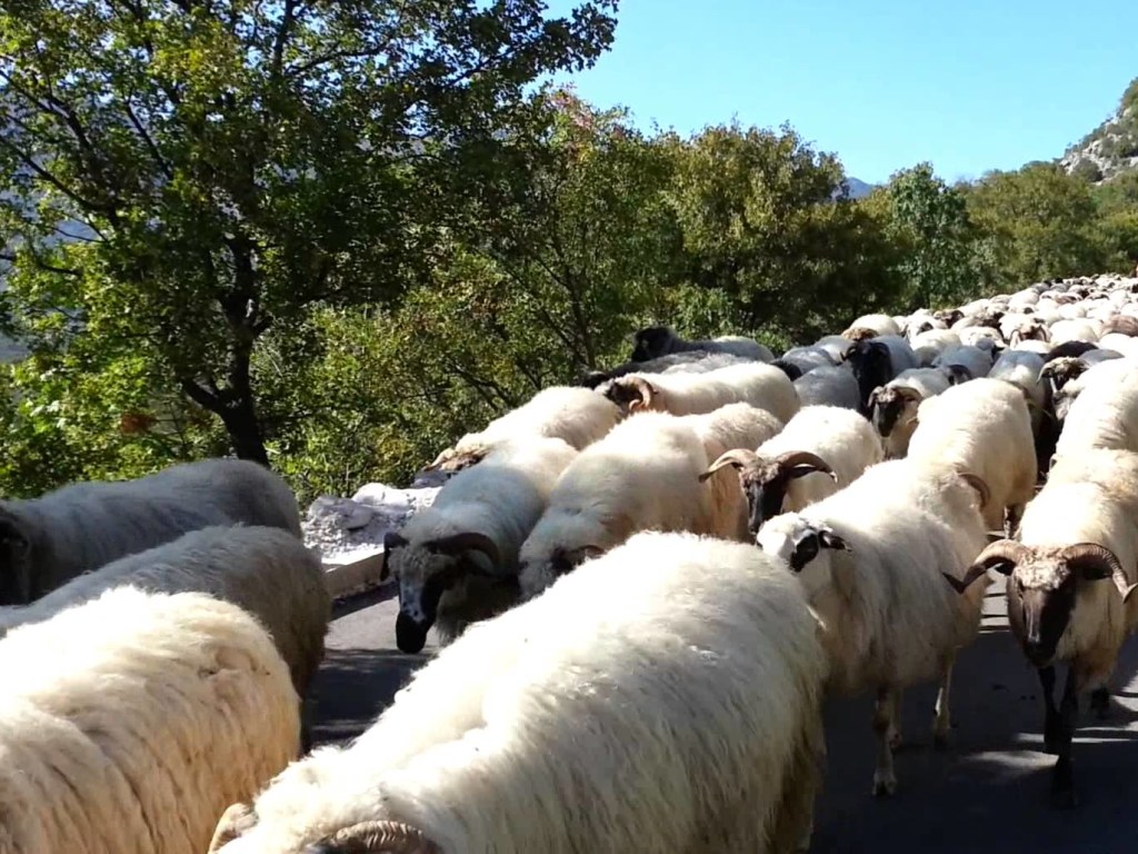 В Азербайджане легковушка насмерть сбила 57 овец, пострадал пастух