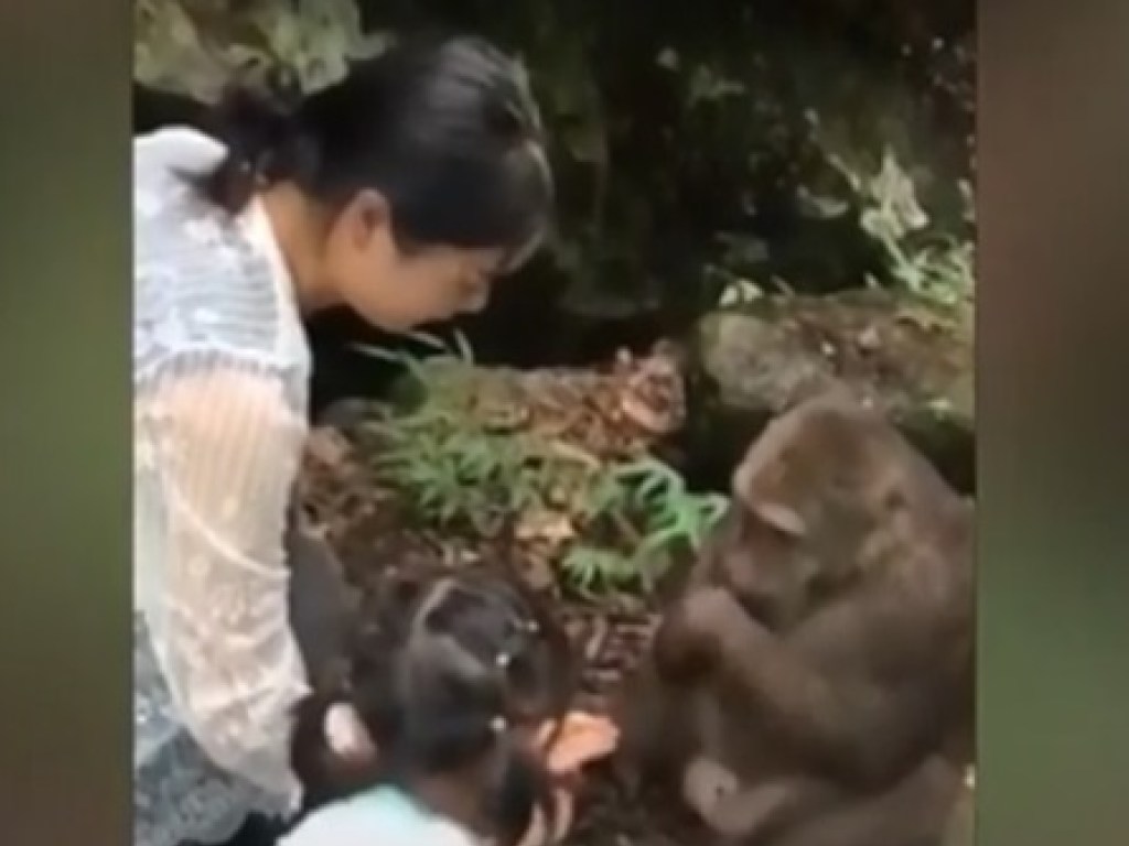 Расплата за доброту: обезьяна ударила по лицу девочку, принесшую ей поесть (ФОТО, ВИДЕО)