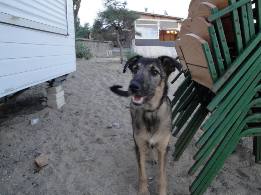 Стая бродячих собак атаковала в Бердянске юношу с малолетним спутником