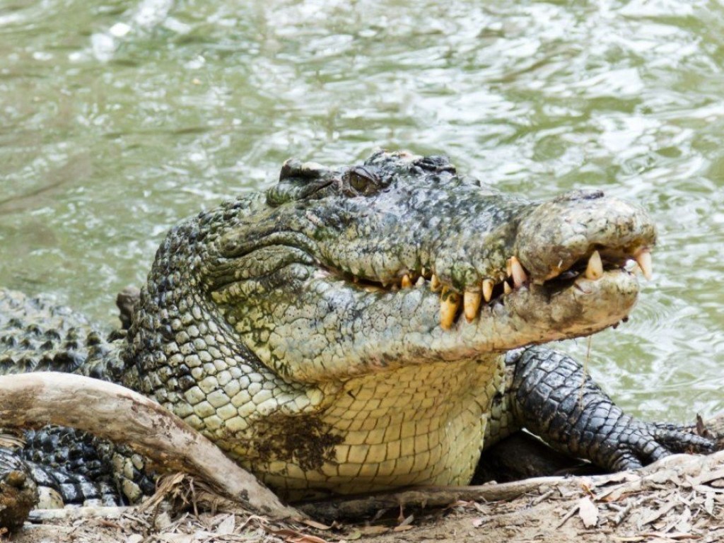 В Австралии рейнджеры поймали пугающего крокодила-тяжеловеса  (ФОТО, ВИДЕО)