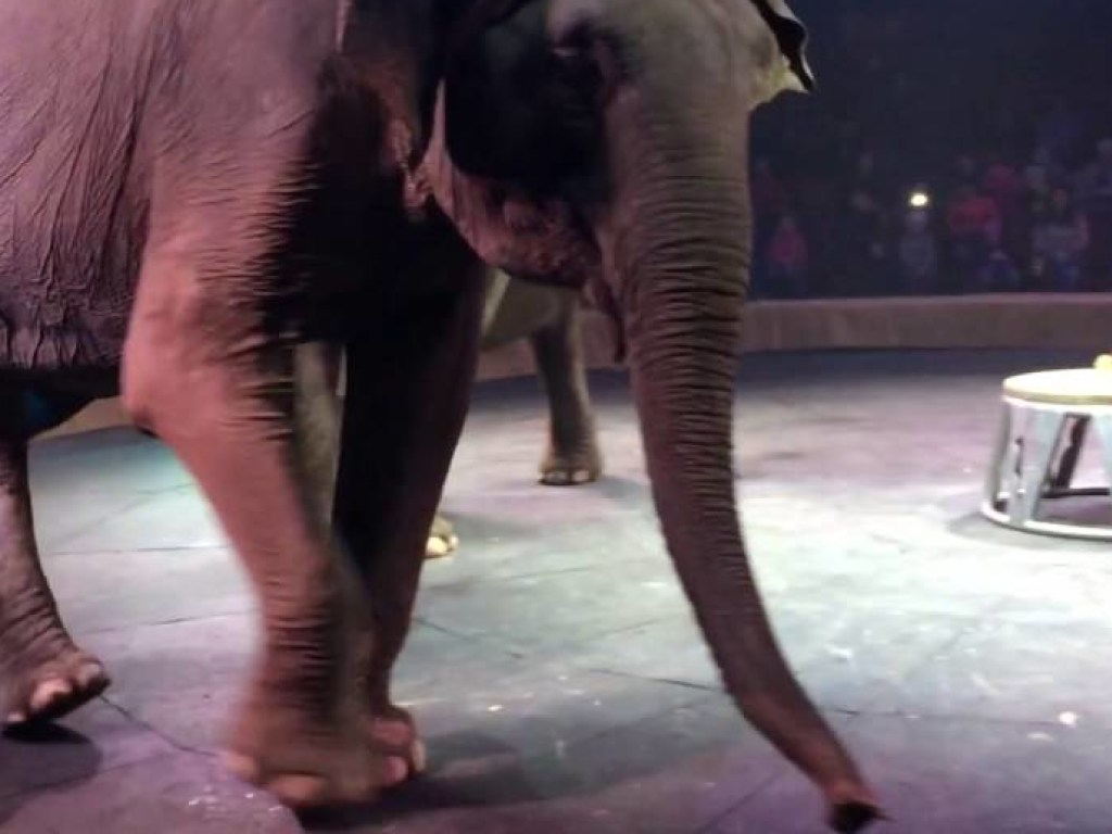 В Германии драка двух слонов вышла за пределы циркового манежа  (ВИДЕО)
