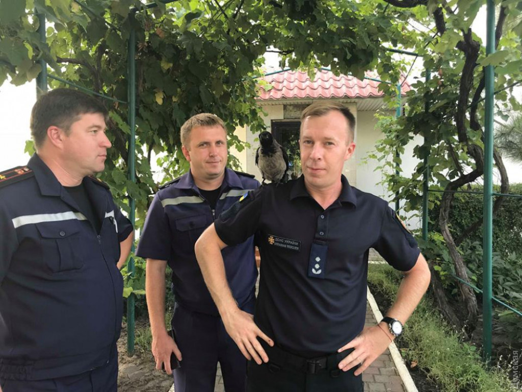 В рядах одесских спасателей появился ворон по кличке Гидрант (ФОТО)