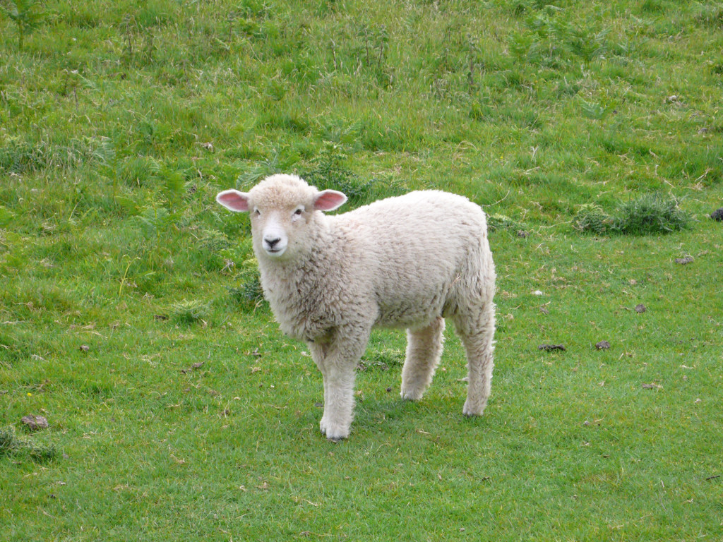 В Азербайджане водитель автомобиля убил разом 57 овец и ранил пастуха