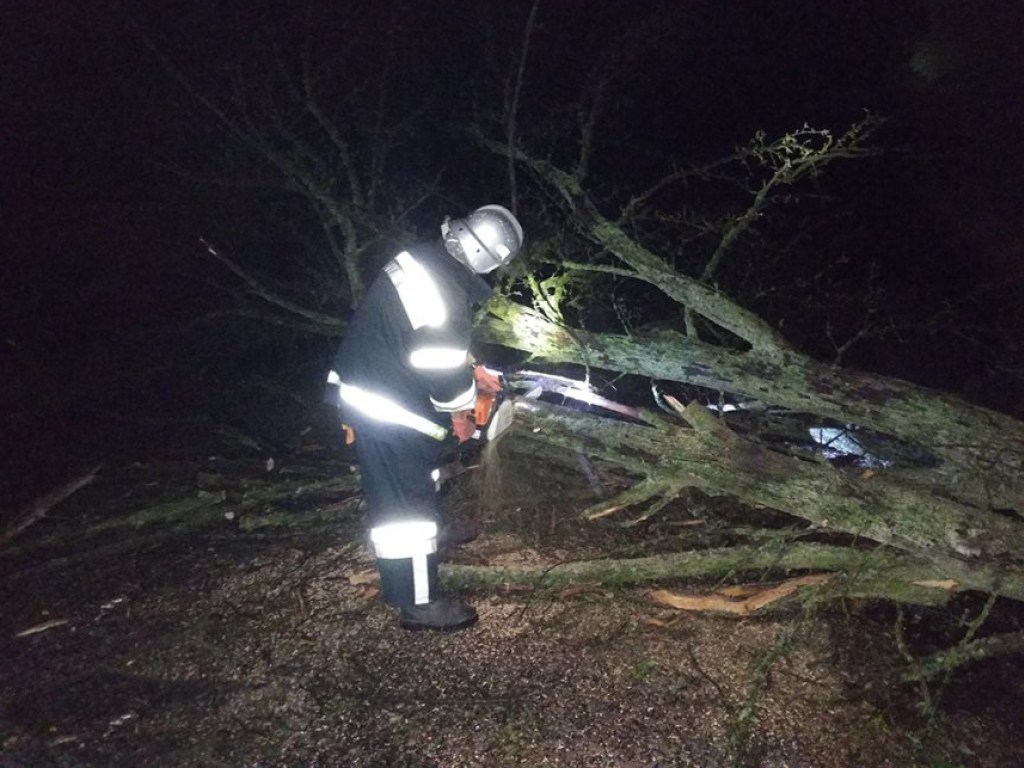 На Николаевщине упавшее дерево перекрыло проезд по дороге (ФОТО)