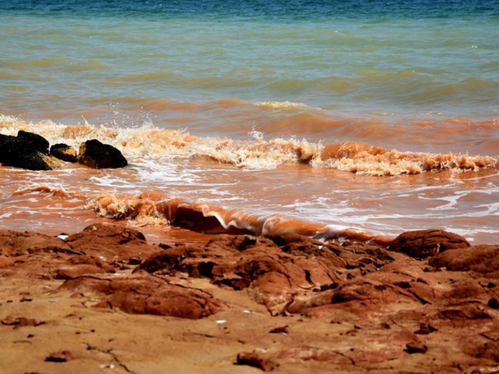 Море окрасилось кровью: Под Одессой произошла экологическая катастрофа (ФОТО, ВИДЕО)