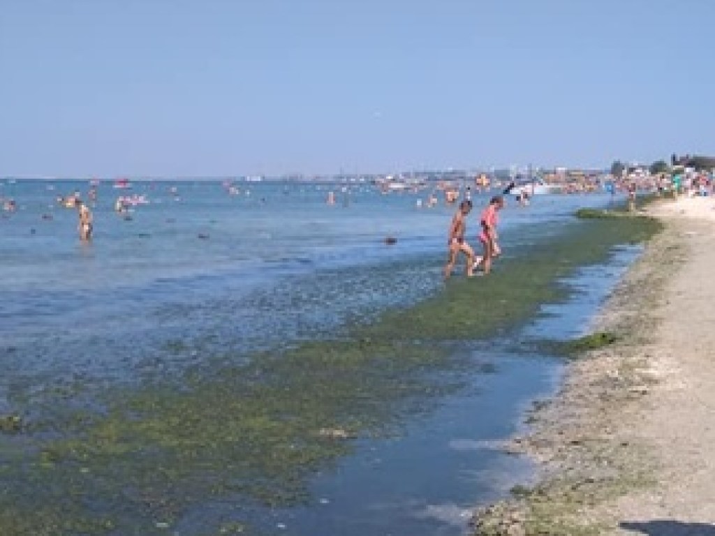 В Сети показали заваленные водорослями пляжи Бердянска (ФОТО, ВИДЕО)