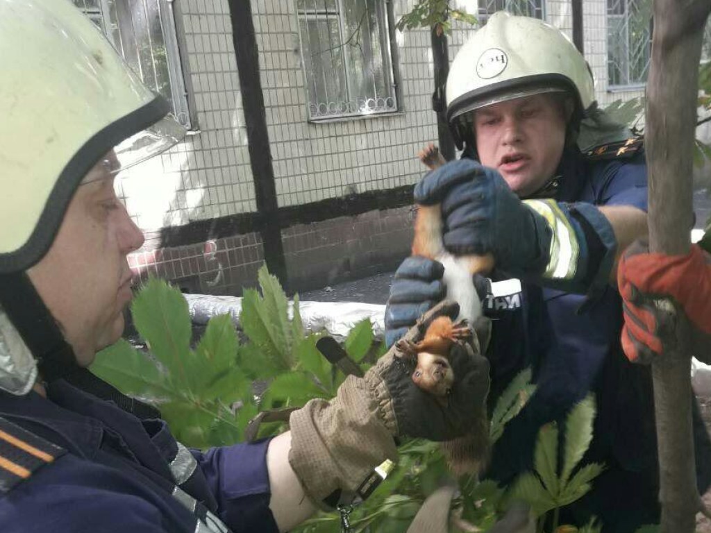 В Днепре спасатели освободили белку из сетей (ФОТО, ВИДЕО)