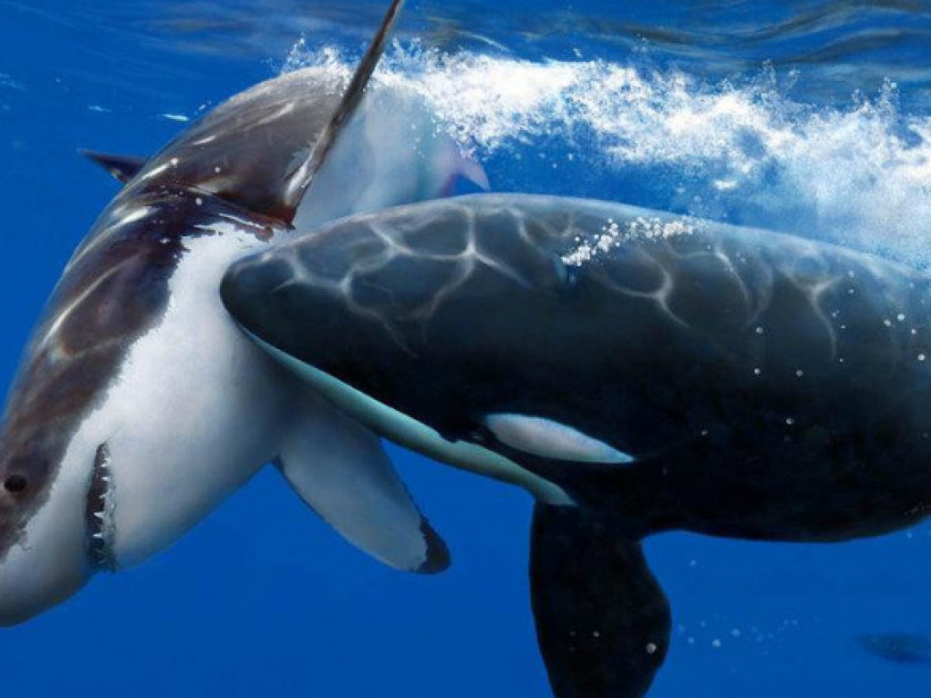 В Австралии туристы сняли на видео групповую охоту касаток на кита (ВИДЕО)