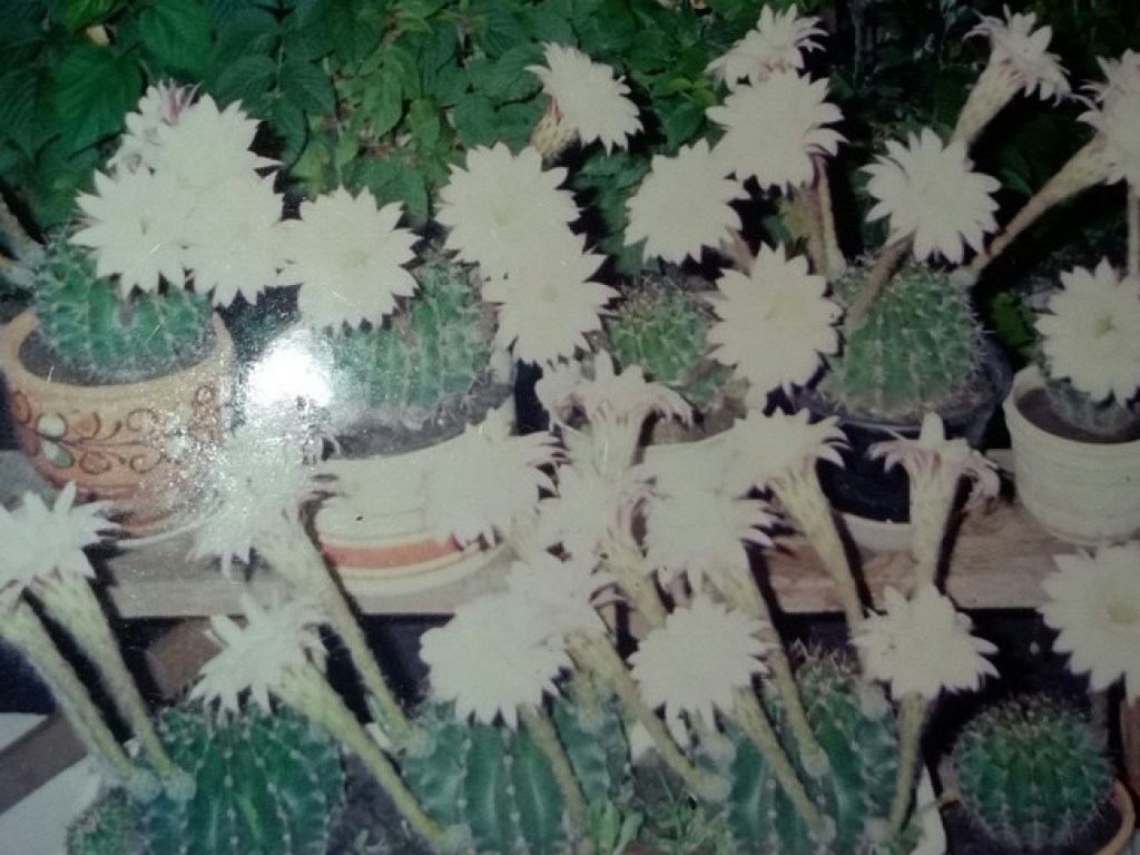 Жительница Мелитополя организовала у себя на балконе «плантацию» кактусов (ФОТО)