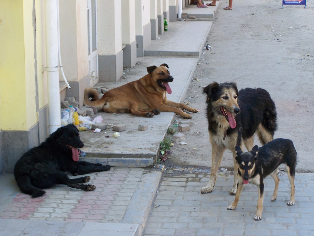 В Днепропетровской области стая бродячих собак напала на подростка: на помощь пришел военный