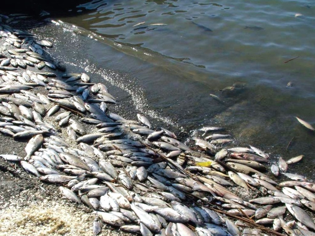 Очередной мор рыбы произошел в водохранилище Харьковской области (ВИДЕО)