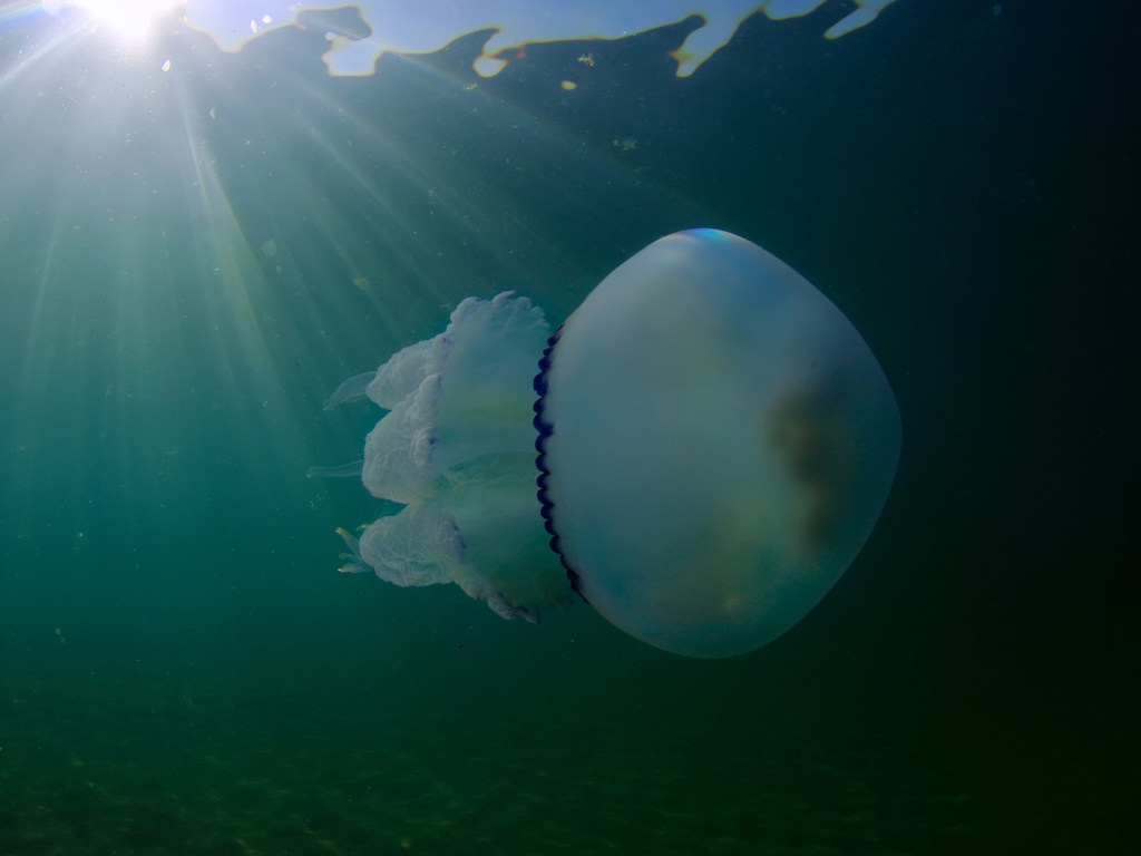 Армия медуз-корнеротов напугала курортников в Затоке