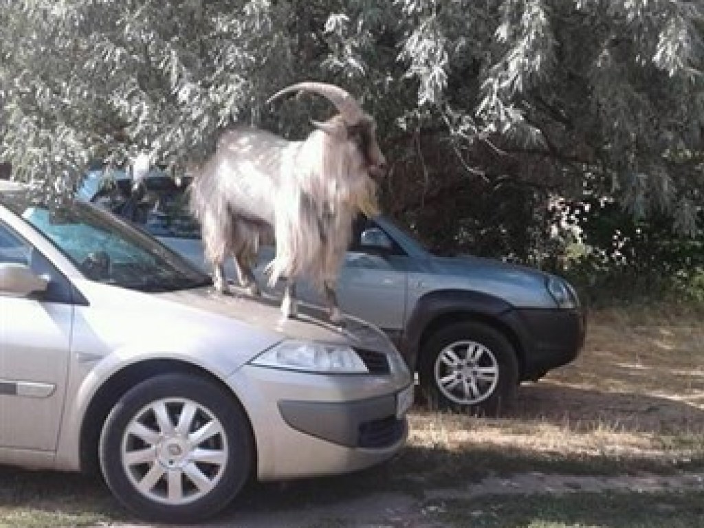 На одном из курортов Донбасса козел вылез на капот машины (ФОТО)