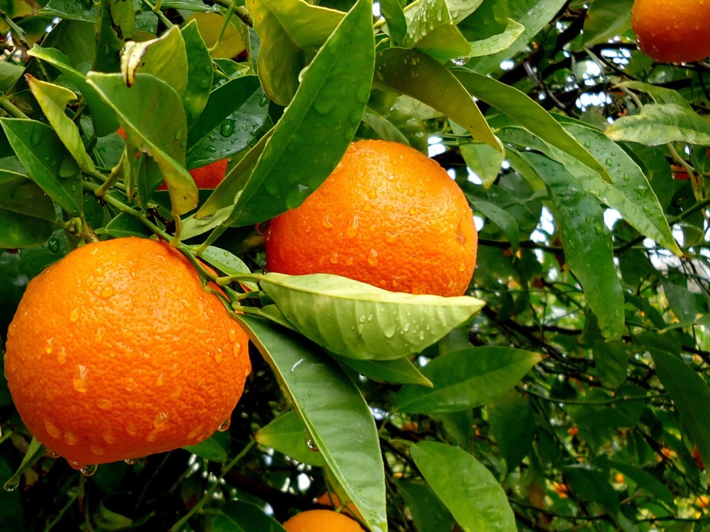 Апельсины в ежедневном рационе помогут сохранить зрение &#8212; ученые