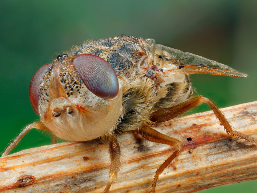 Назойливая муха спровоцировала аварию с фурой на трассе в США (ФОТО)