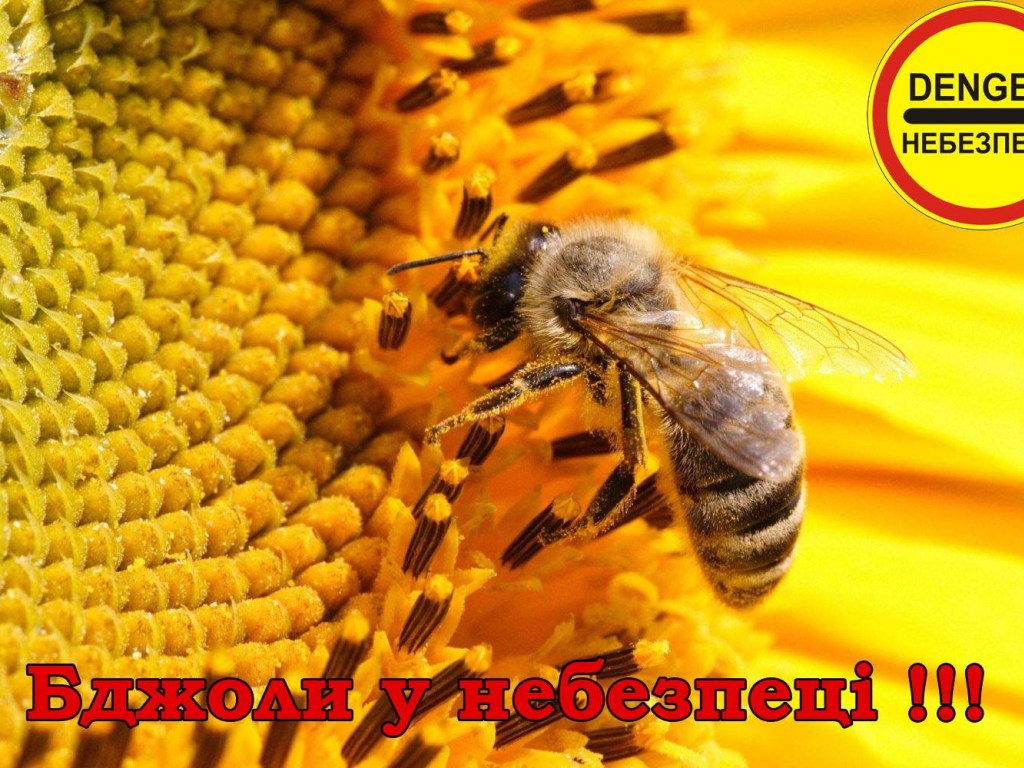 Полтавские пчеловоды обвинили агрохолдинг «Кернел» в массовой гибели пчел