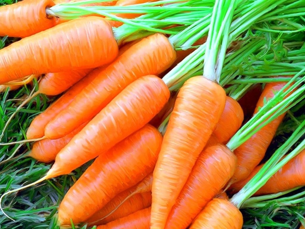 До конца лета цена на морковь будет снижаться – эксперт