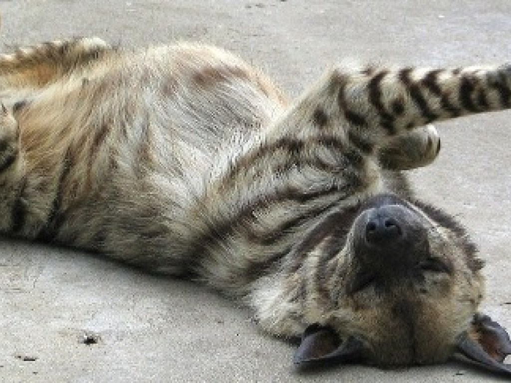 В зоопарке Одессы появились полосатые гиены (ФОТО)