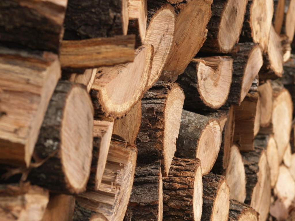 Эксперт: Украина получает только 30% дохода от экспорта древесины, остальные 70% идут за рубеж