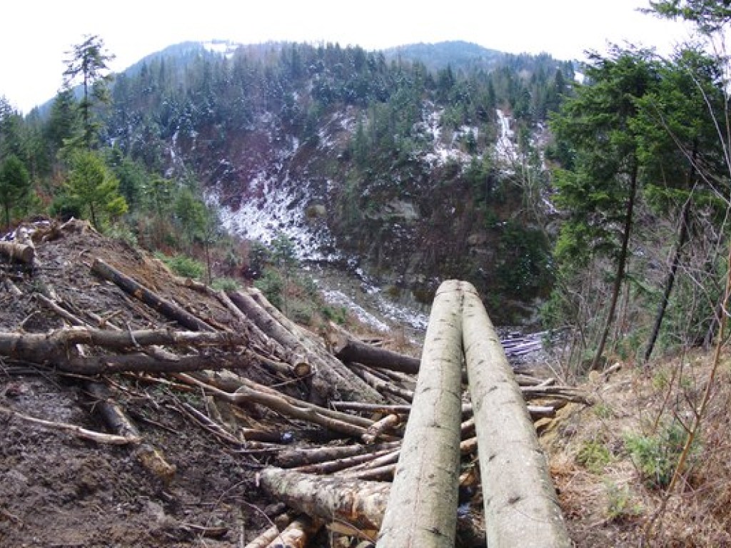 Вырубка карпатского леса несет в себе экологический и материальный ущерб – экономист