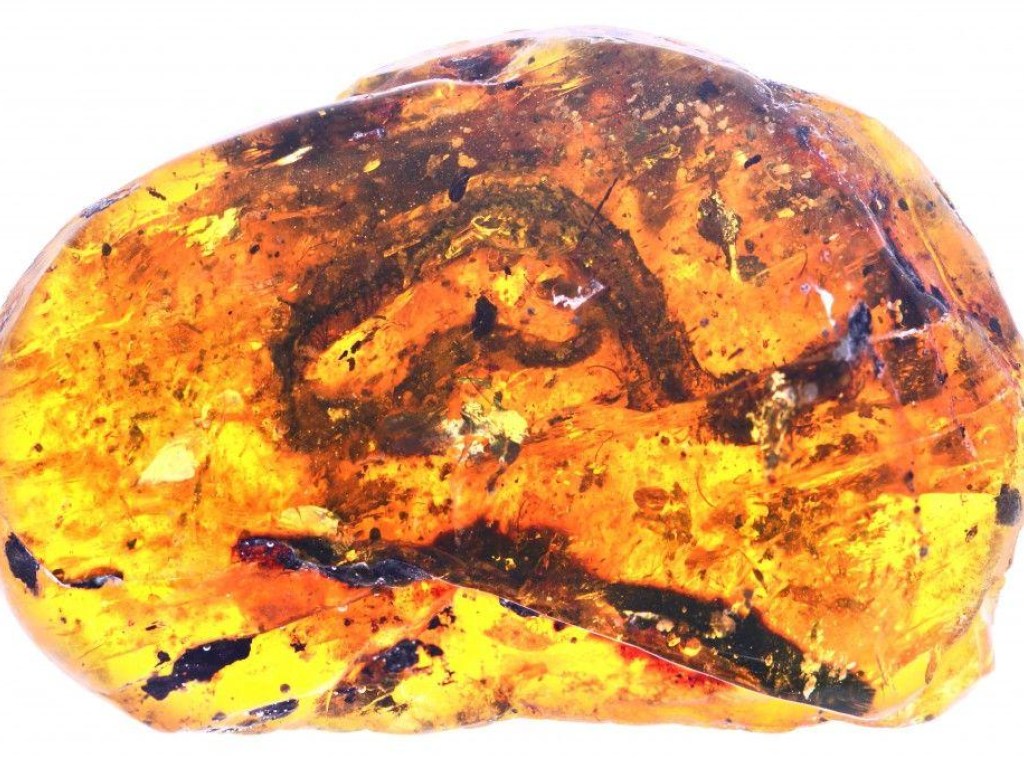 В янтаре нашли останки древнейшего детеныша змеи (ФОТО)