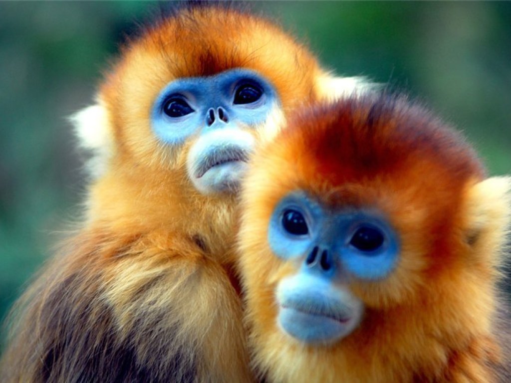 В Черкасском зоопарке появились золотистоголовые миниатюрные обезьяны (ВИДЕО)
