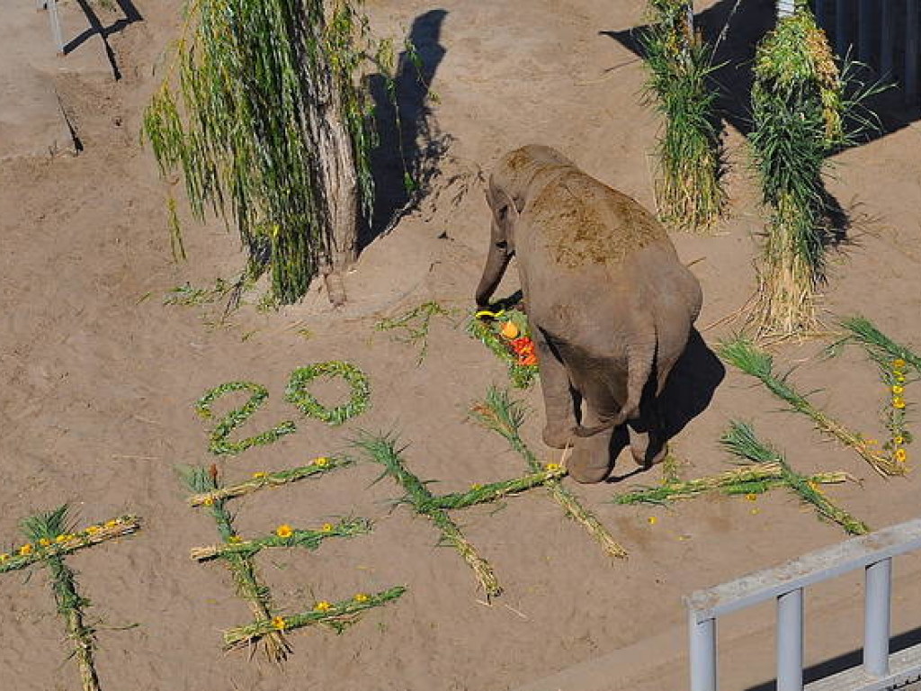 В зоопарке Харькова необычно поздравили слониху с 20-летием (ФОТО)