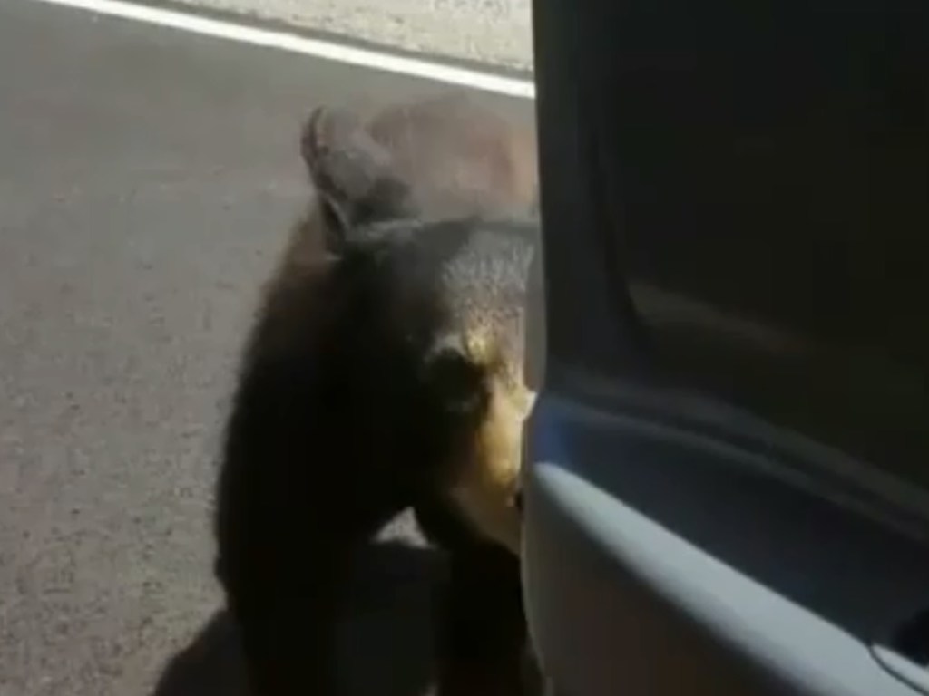 В США пассажир авто хотел с руки покормить медвежонка и пожалел об этом (ФОТО)