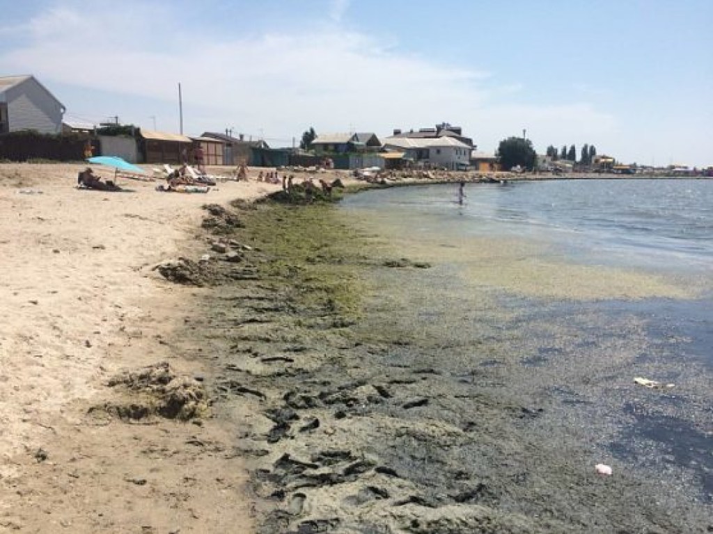 Бердянские пляжи атакуют водоросли (ФОТО, ВИДЕО)