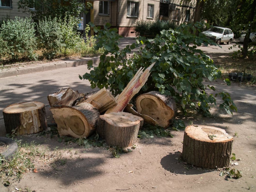 В Днепре огромная ветка «аварийного» дерева рухнула на детскую площадку (ФОТО)