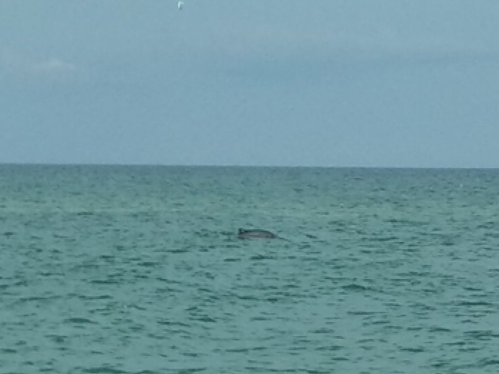 В Кирилловке отдыхающие заметили стаю дельфинов (ФОТО, ВИДЕО)