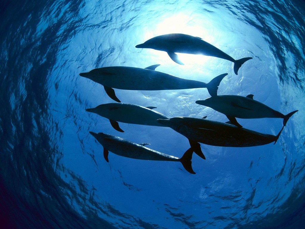 23 июля &#8212; Всемирный день китов и дельфинов