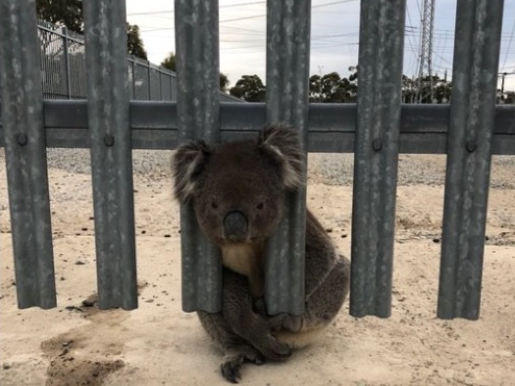 В Австралии беспомощная коала не смогла выбраться из простой ситуации (ФОТО)