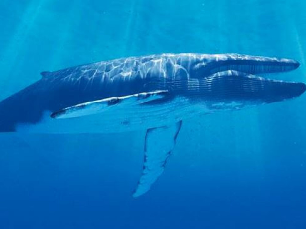 В Австралии спасли горбатого кита, попавшего в сети для акулы (ВИДЕО)