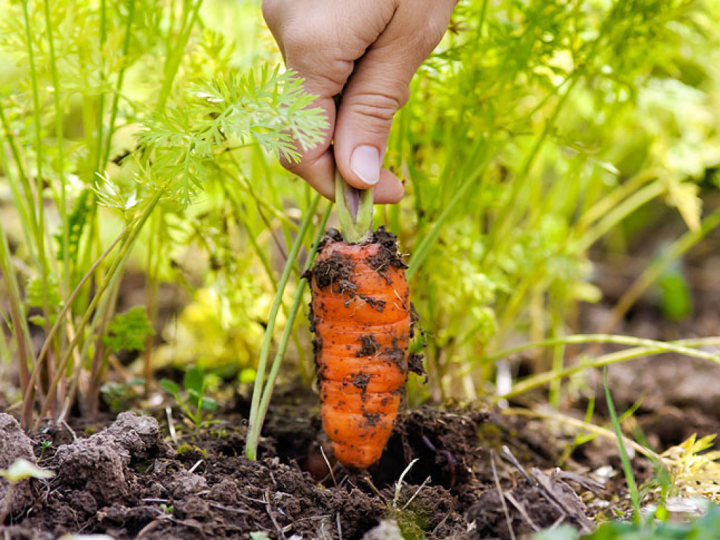 Агроном посоветовал, как спасти урожай огурцов и моркови на дачных участках