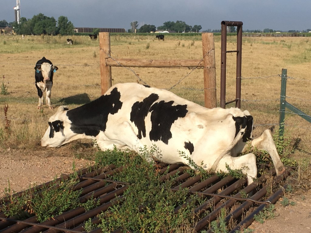В США организовали спасательную операцию из-за застрявшей в ограждении коровы (ФОТО)