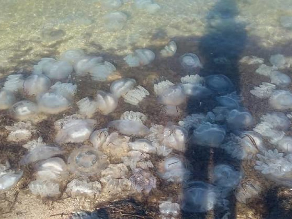 Жалят отдыхающих: На херсонском курорте бьют тревогу из-за опасных медуз (ФОТО)