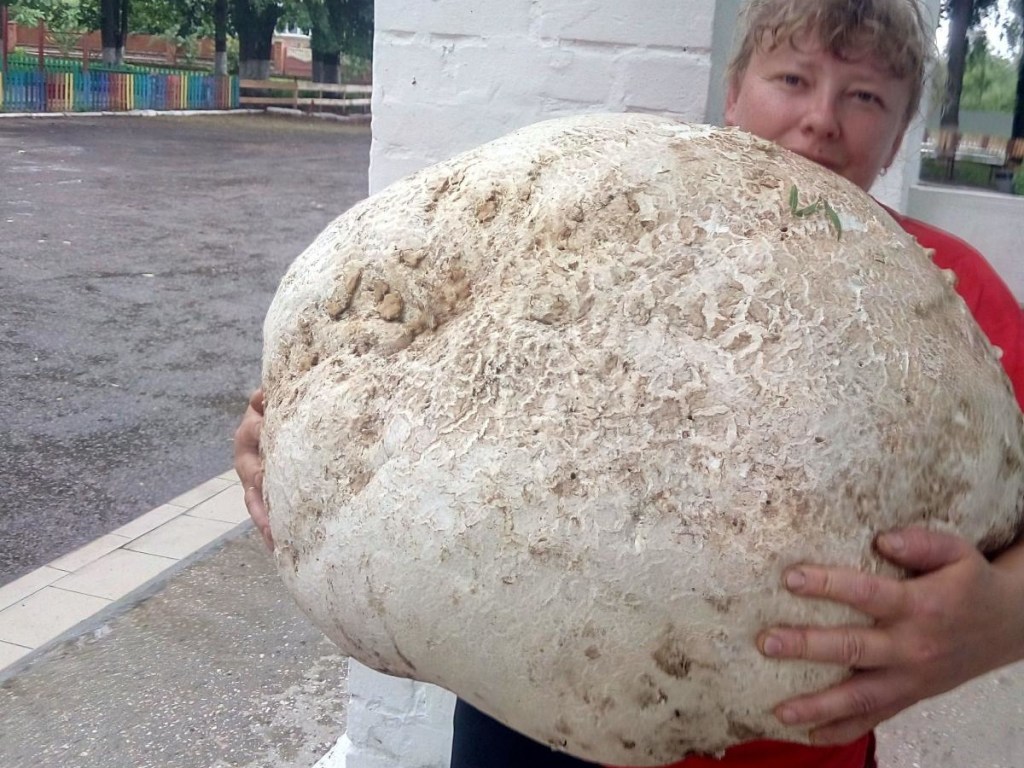 На Киевщине нашли гриб весом более 17 килограммов (ФОТО)