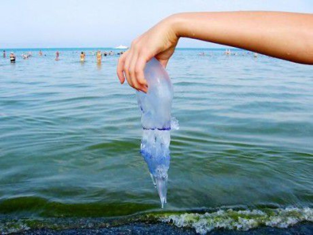 В Днепре на водоеме Красного Камня обнаружены медузы (ВИДЕО)