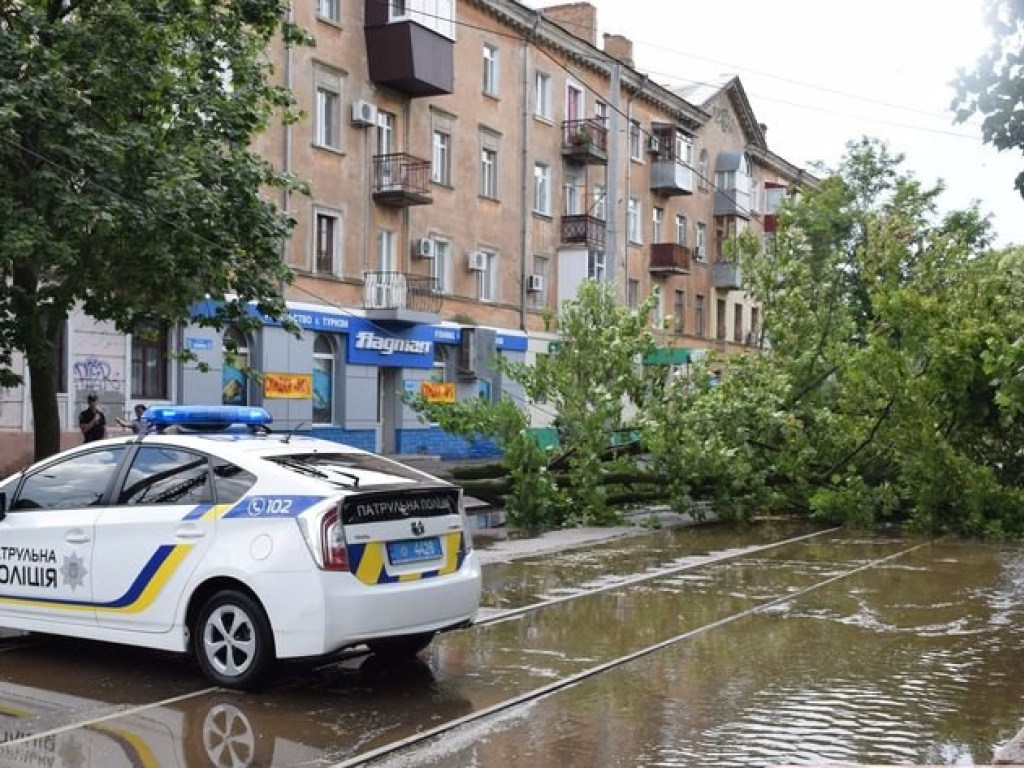 В Николаеве на проезжую часть рухнул клен: заблокировано  движение трамваев (ФОТО)