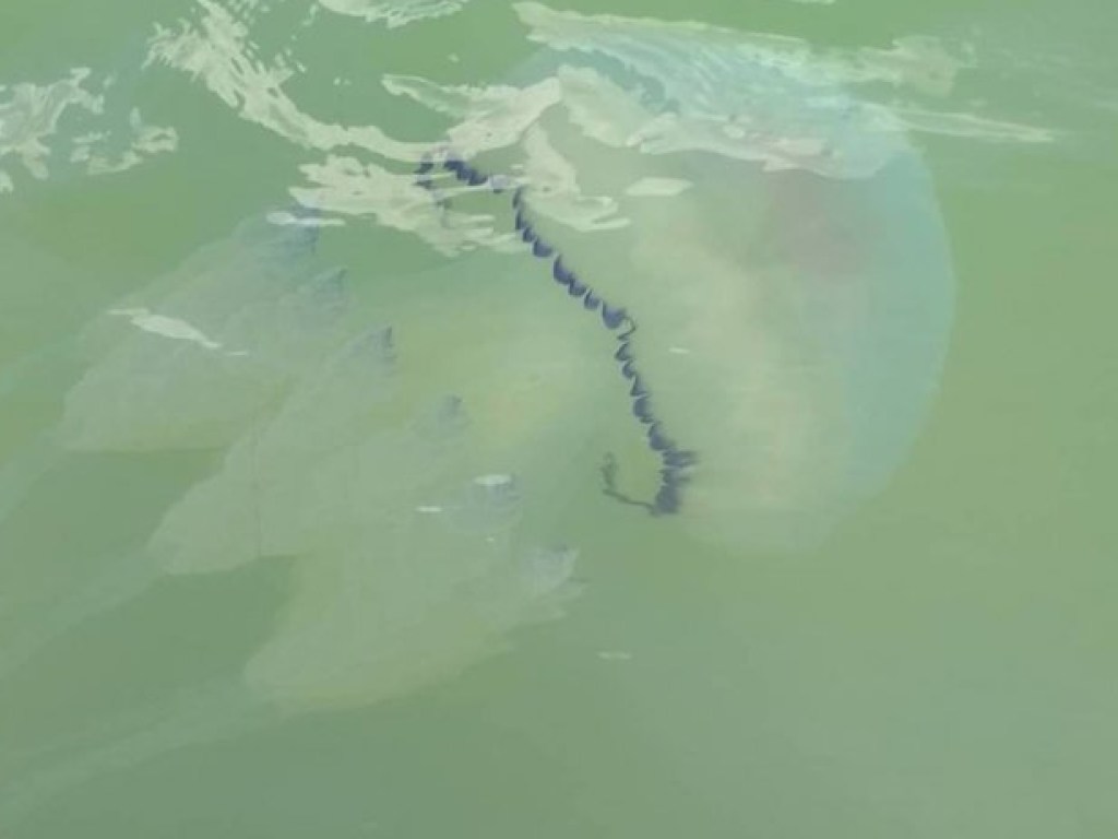 К пляжу в Кирилловке приплыли ядовитые медузы, напугав отдыхающих (ФОТО)