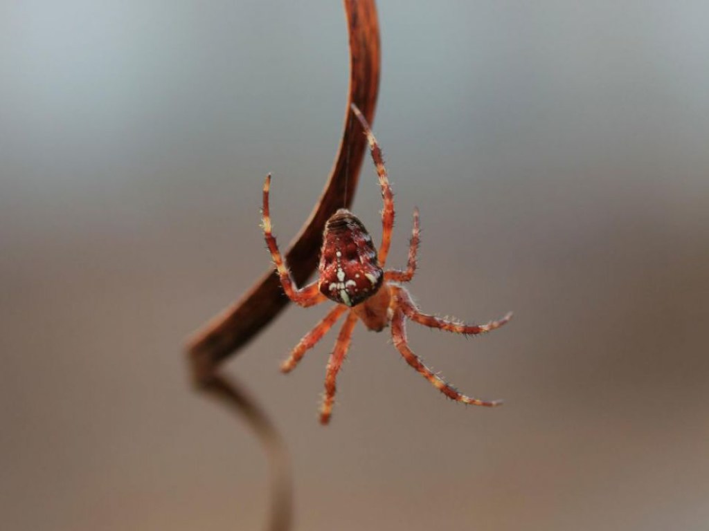 Ученые сделали сенсационное  открытие о пауках