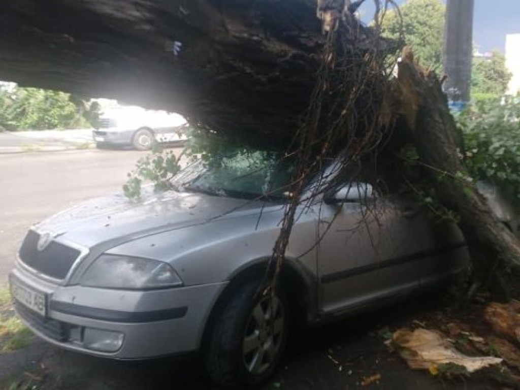 Непогода в Киеве: в Киеве дерево рухнуло на Skoda (ФОТО)
