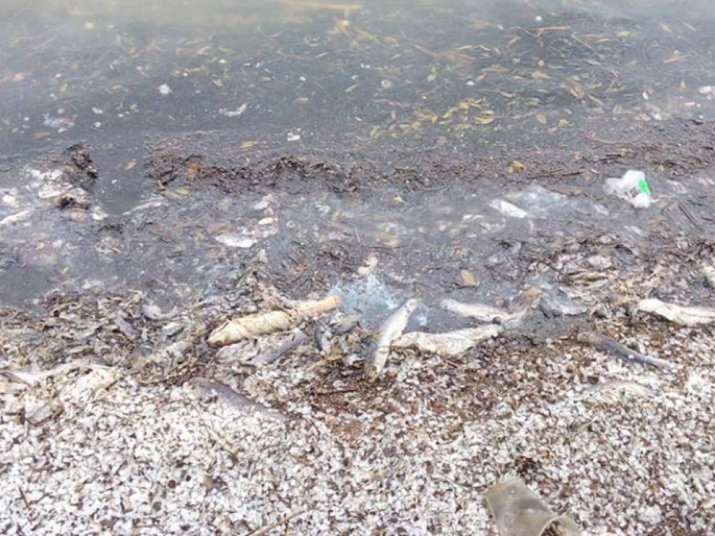 На водоемах в Одесской области из-за жары массово гибнет рыба (ФОТО)